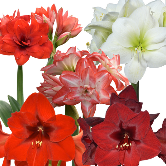 Amaryllis Mix (5 soiuri)