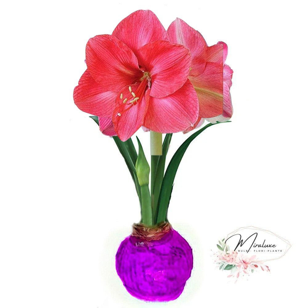Amaryllis Bolero în ceară
