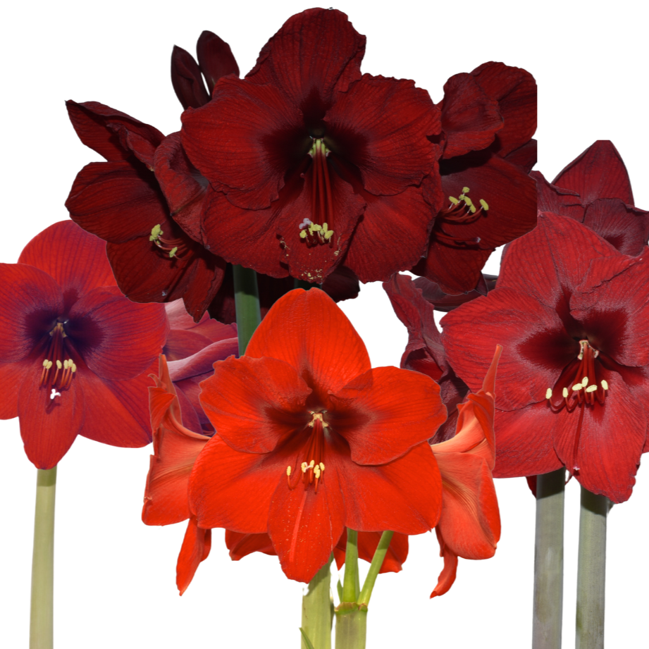 Amaryllis Mix Andes Sun (4 bucăți)