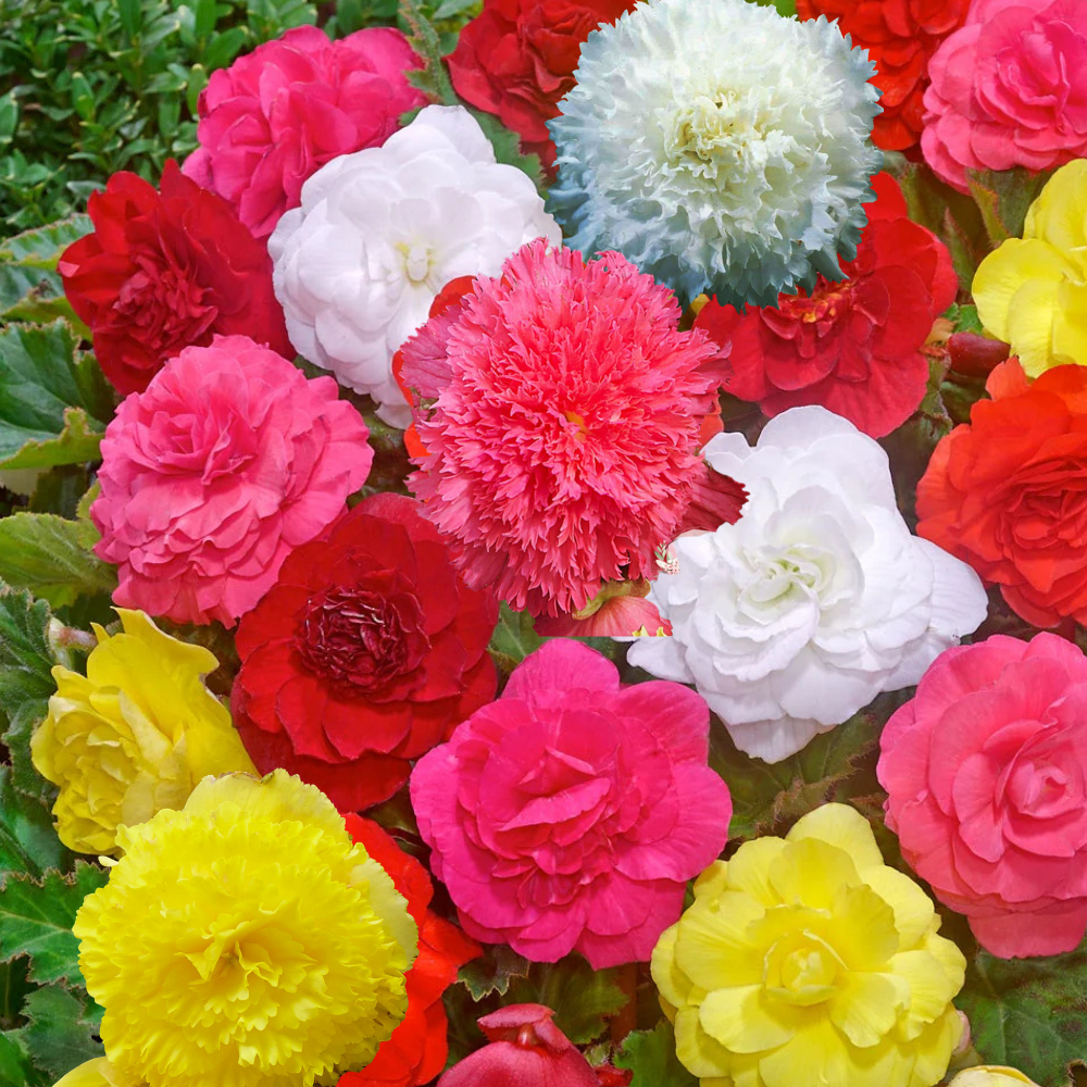 Begonia Mix (10 bulbi)