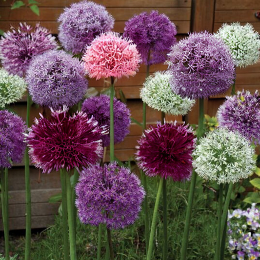 Pachet Mixt Allium „Grand Trio” (6 bucăți)