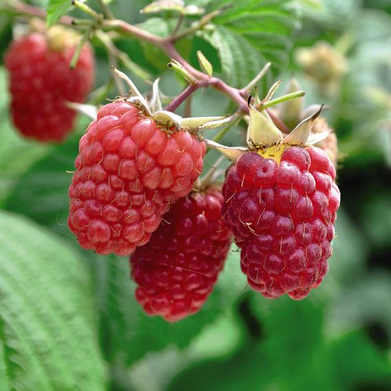 Zmeur (Rubus idaeus)
