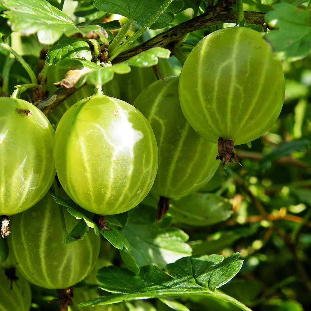 Agriș Galben (Ribes uva-crispa yellow)