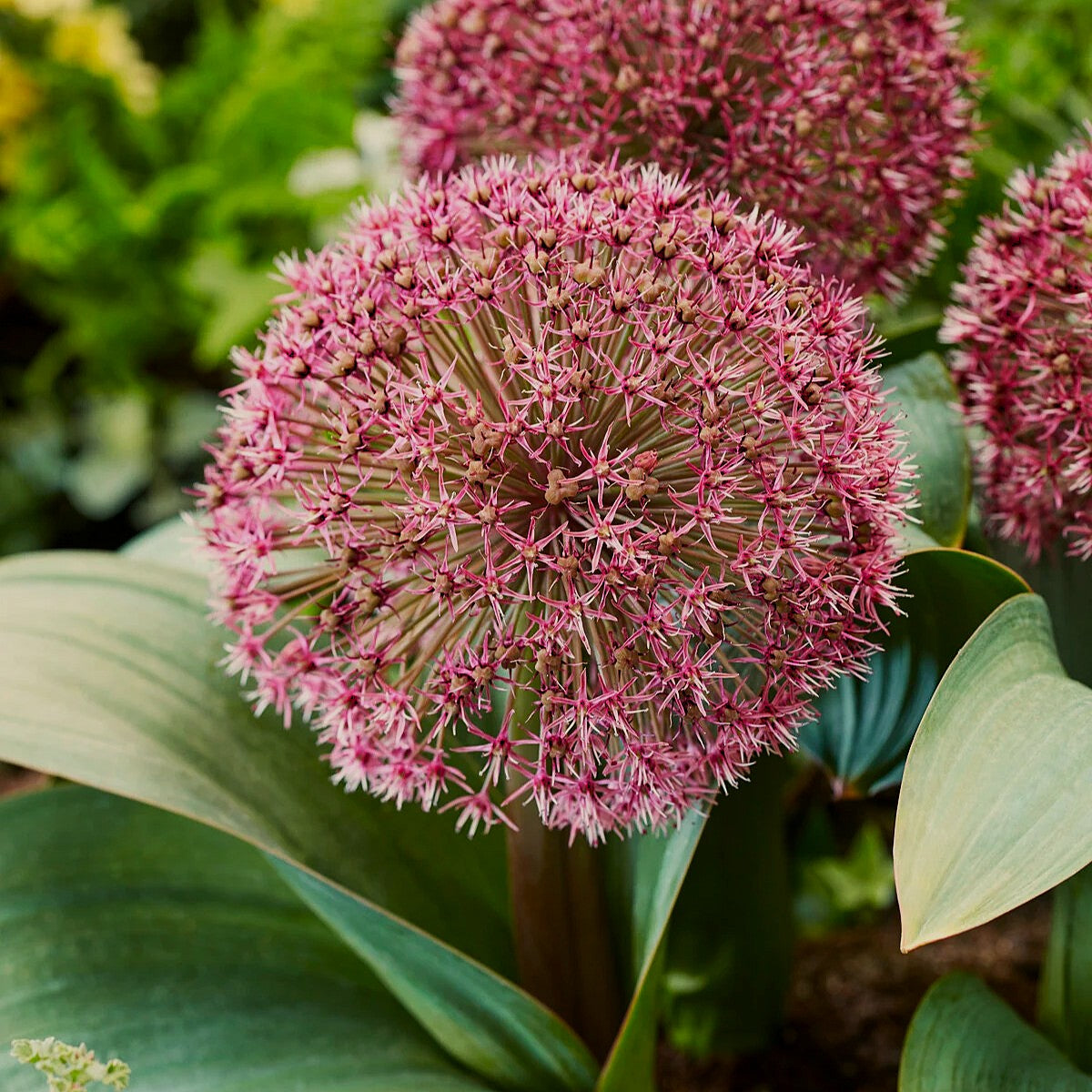Alium Red Giant