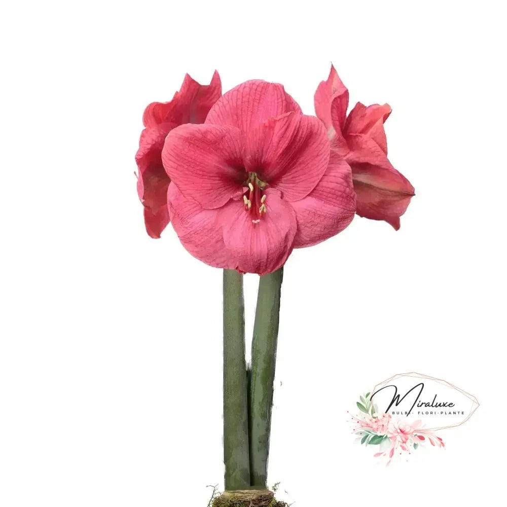 Amaryllis Bolero - Grădina MiraluxeAmaryllis BoleroAmaryllisGrădina Miraluxe
