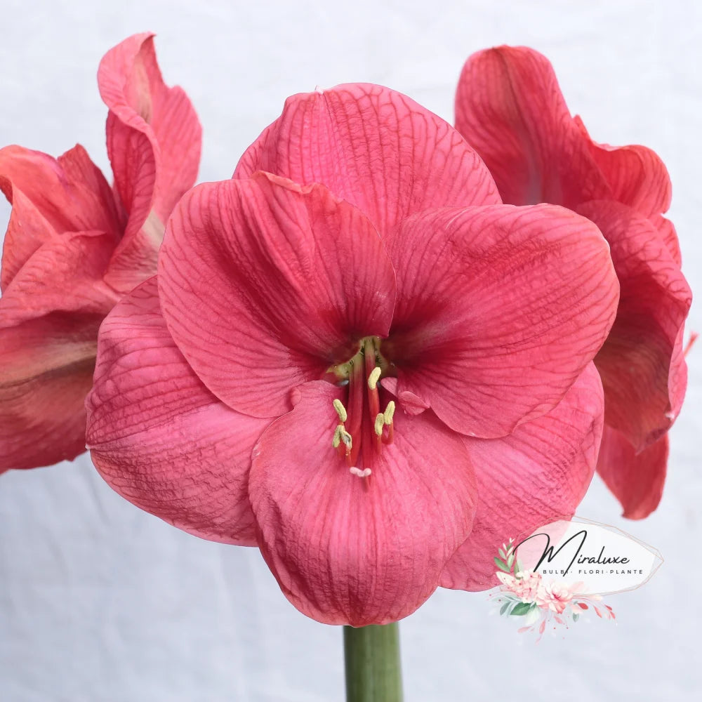 Amaryllis Bolero