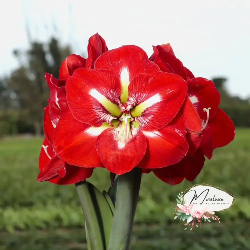 Amaryllis Design - Grădina MiraluxeAmaryllis DesignAmaryllisGrădina Miraluxe