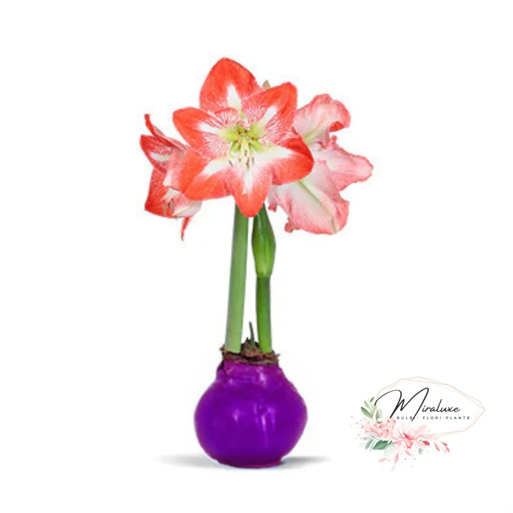 Amaryllis Minerva În Ceară Mov
