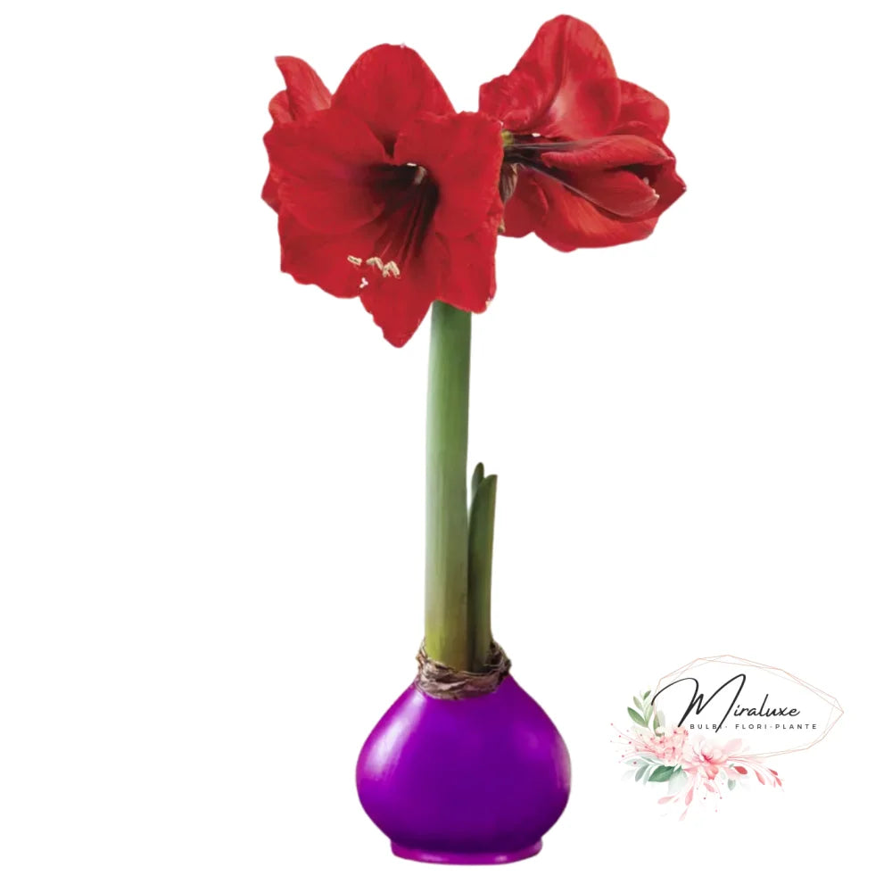 Amaryllis Red Victory În Ceară Mov