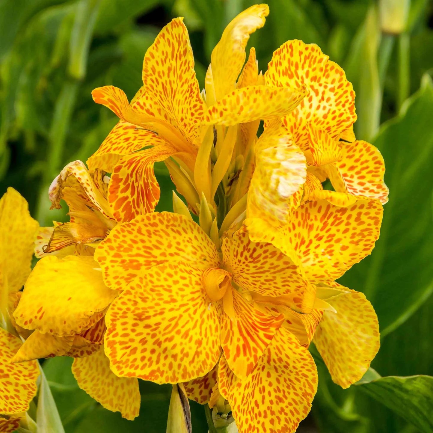 Cana Indica Tropical Yellow