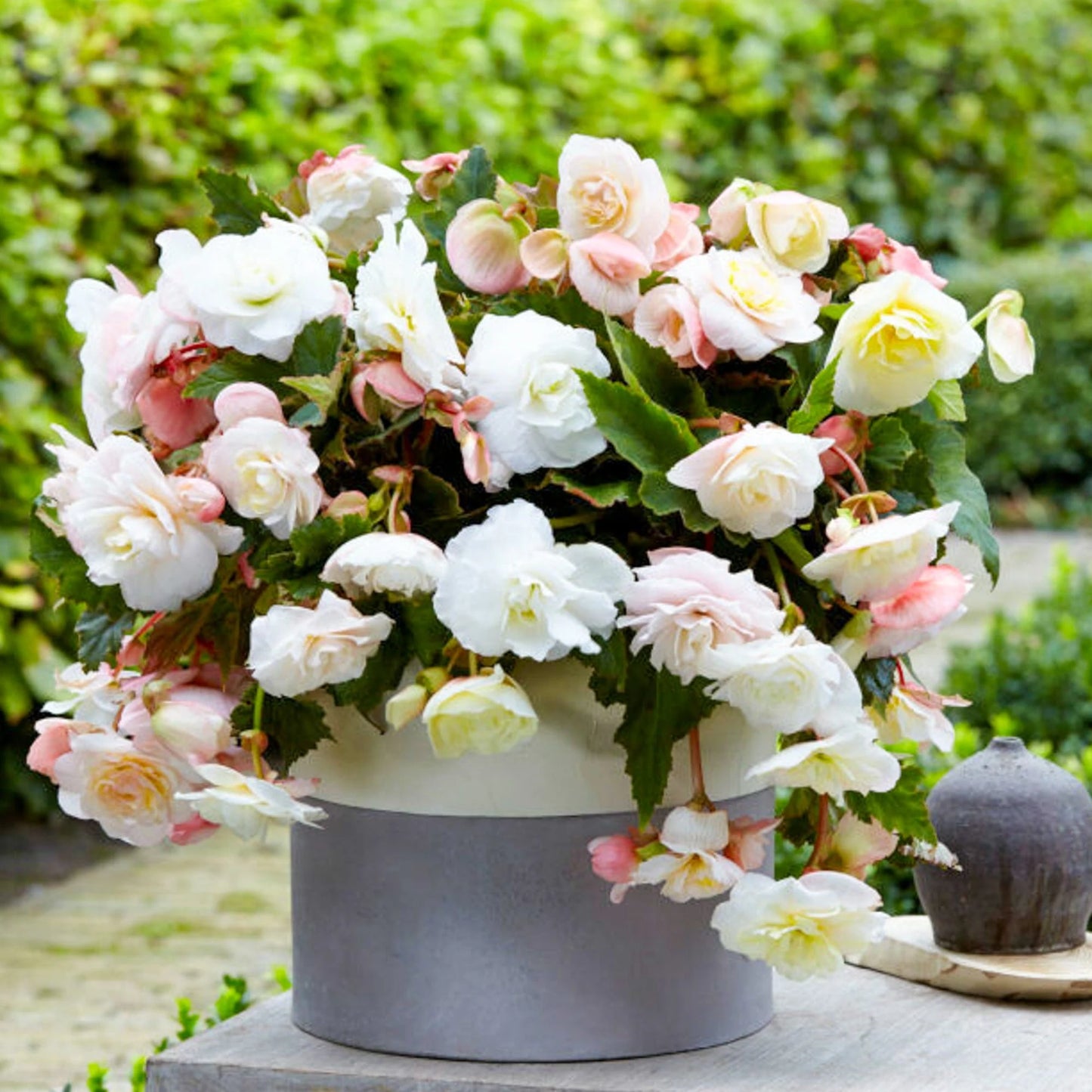 Begonia Odorosa White Blush (Parfumată)