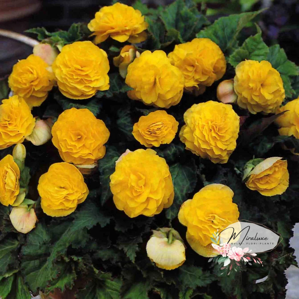 Begonia Double African Sun