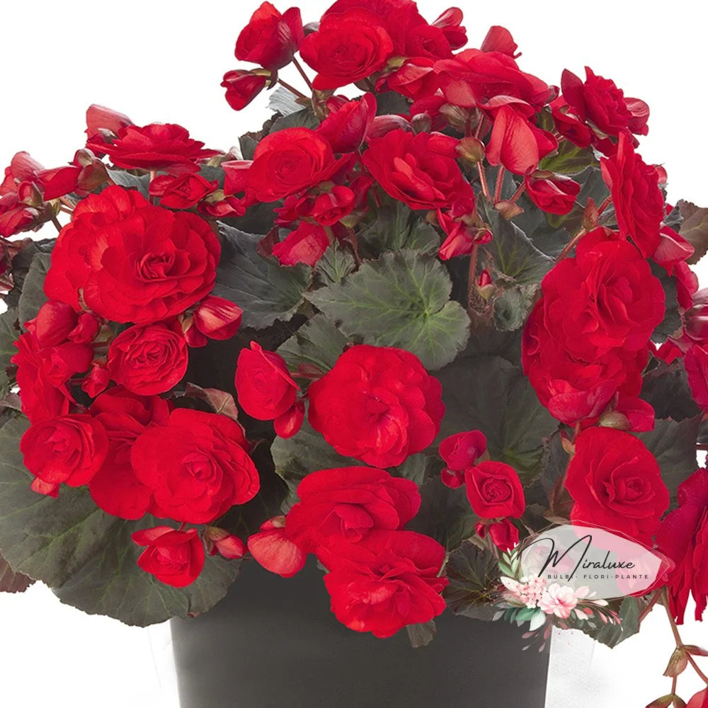 Begonia Double Camelia