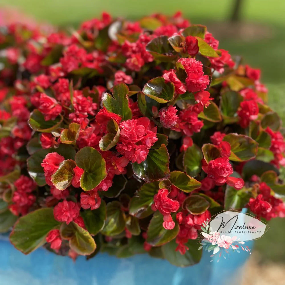 Begonia Double Mistral Red