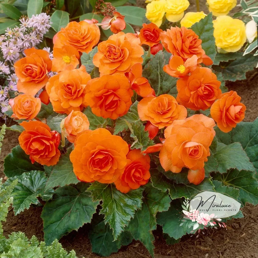 Begonia Double Orange Sunset