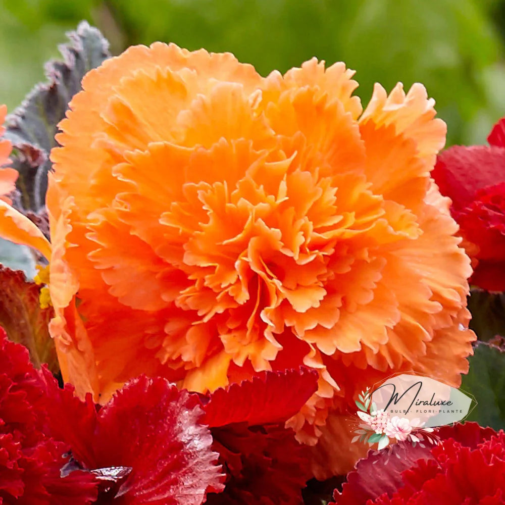 Begonia Fimbriata Orange