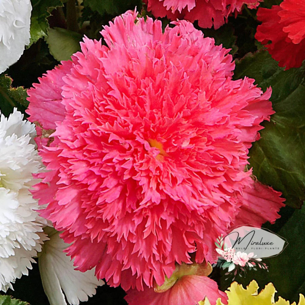 Begonia Fimbriata Pink
