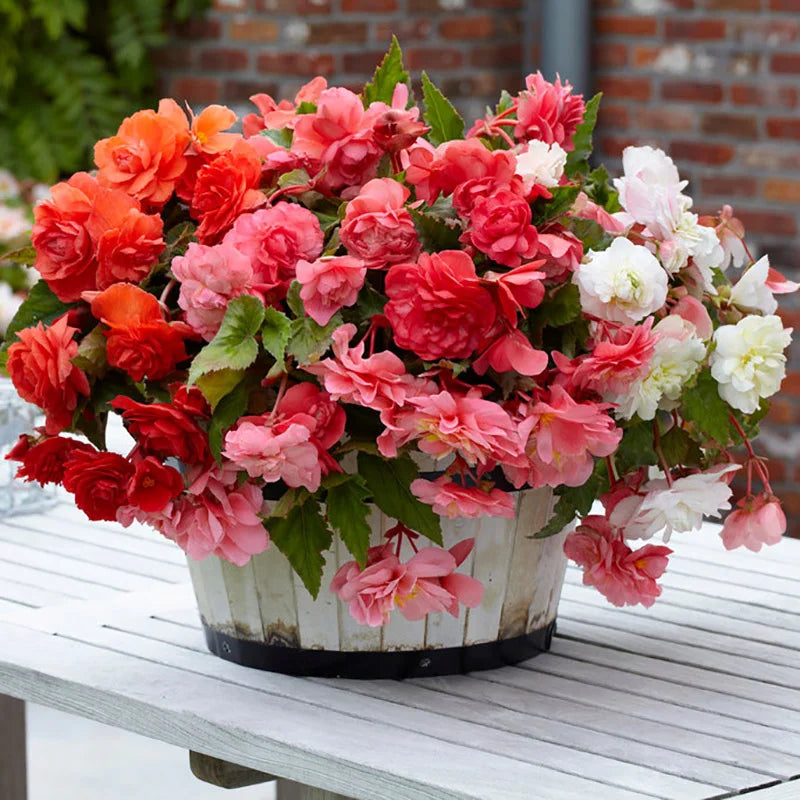 Begonia Odorosa Mix (3 bucăți)