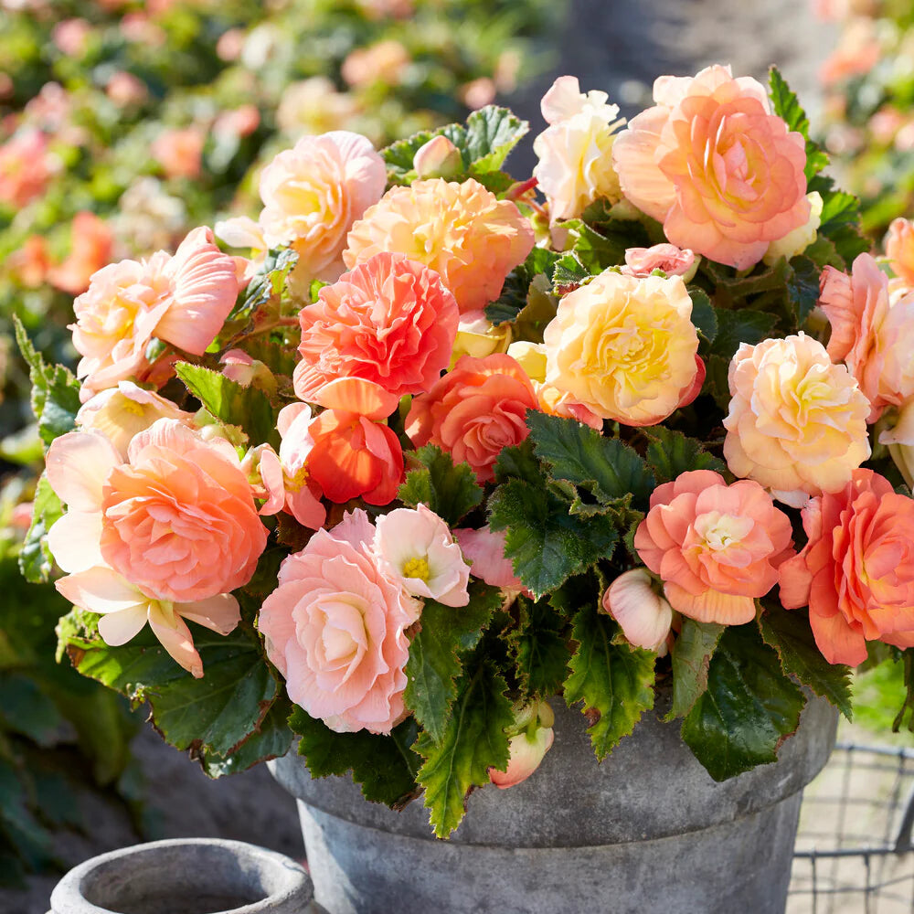 Begonia Pastel Compacta