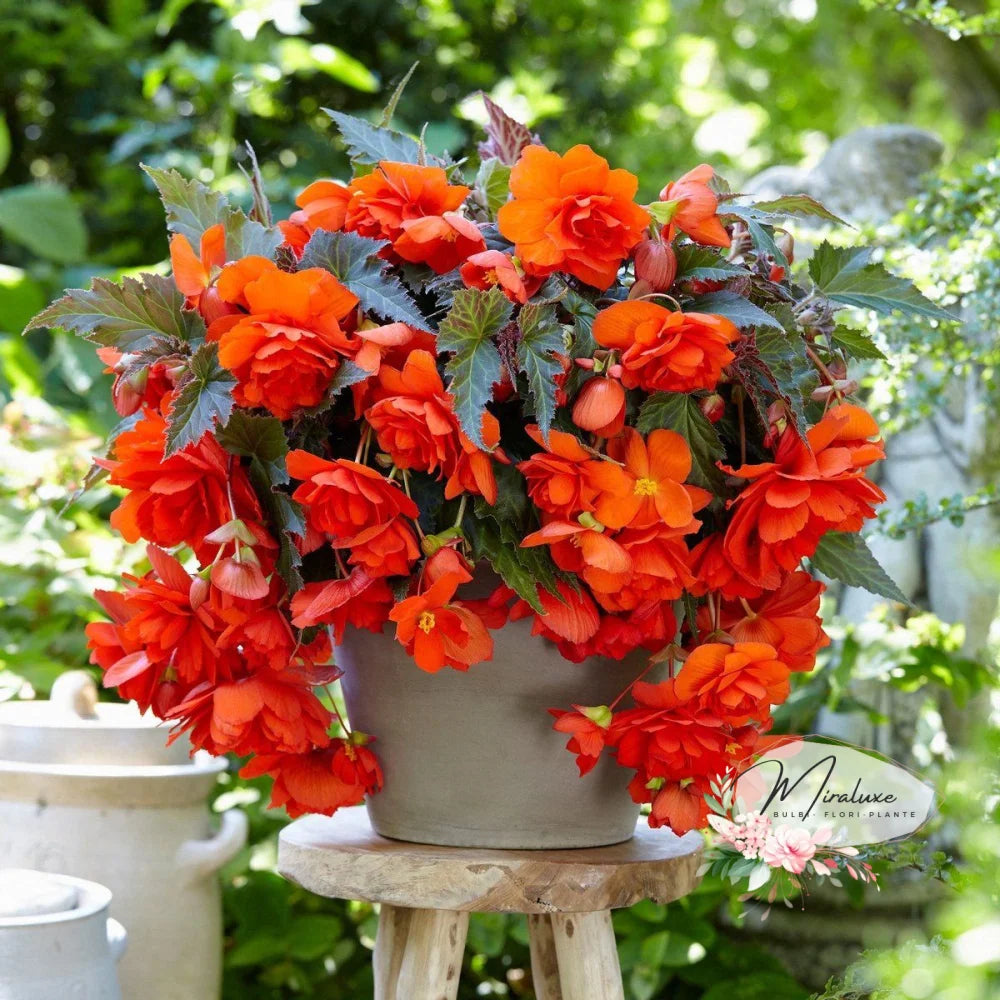 Begonia Pendula Orange Begonia