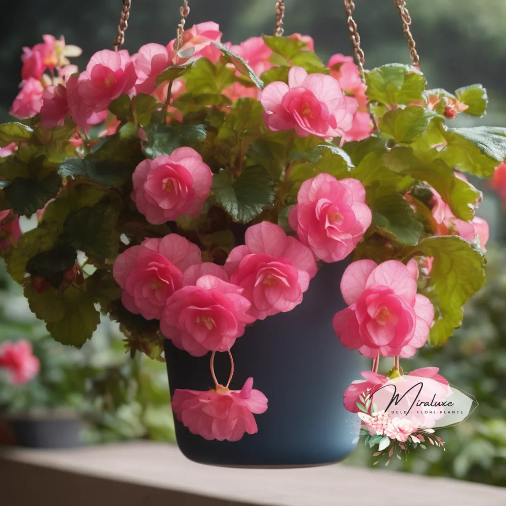 Begonia Pendula Pink