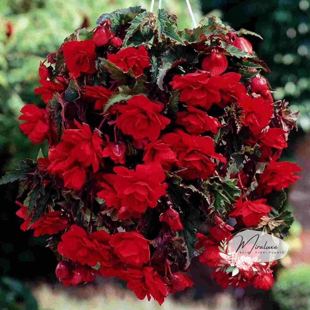 Begonia Pendula Scarlet Red