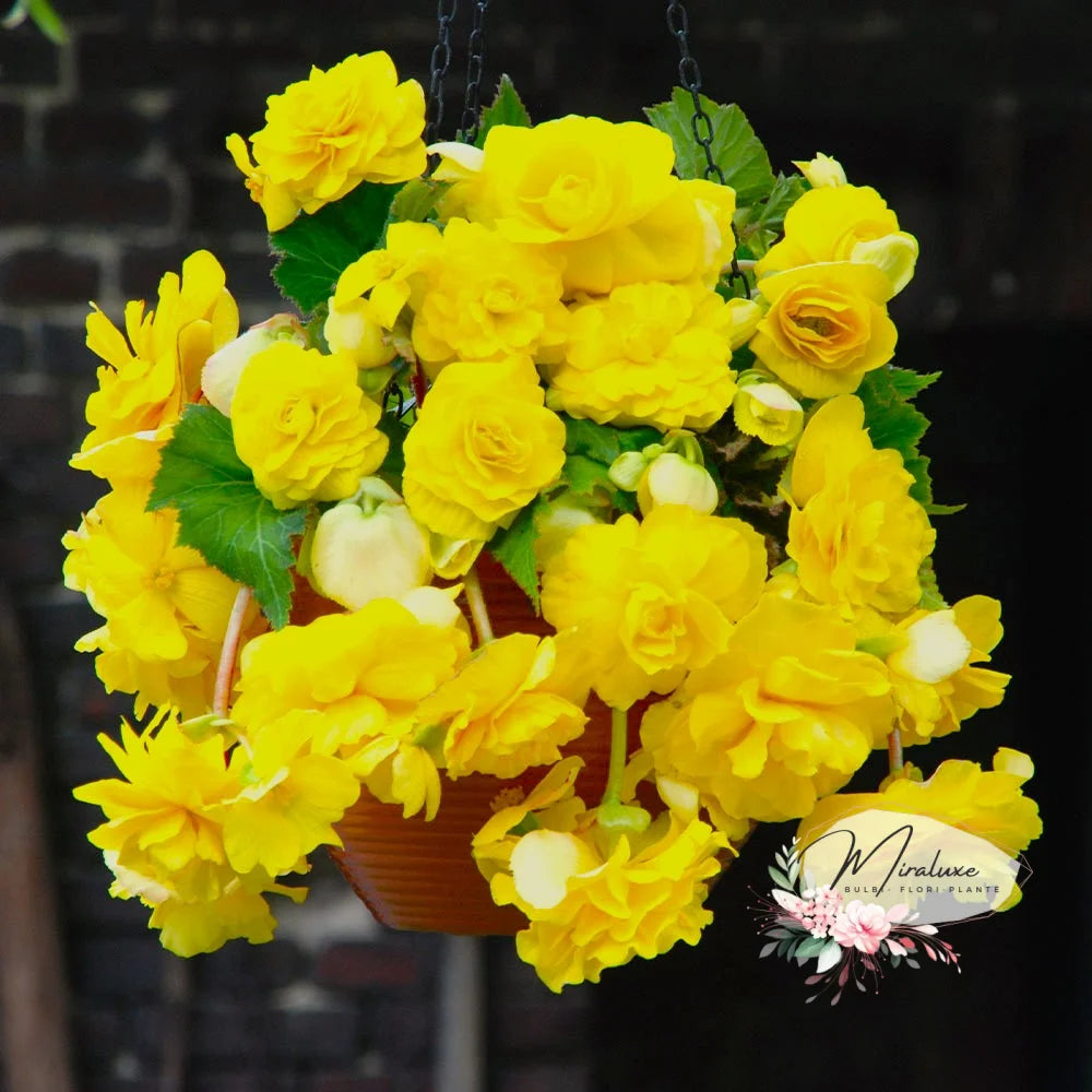 Begonia Pendula Yellow