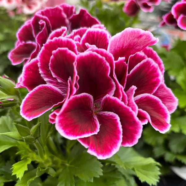 Mușcate Anti-tânțari Bicolore (PELARGONIUM ANTI-MOSQUITO)