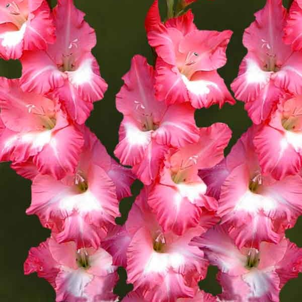 Gladiole Big Business