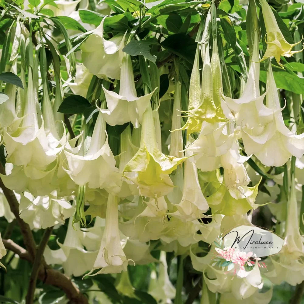 Brugmansia (Trompeta Îngerilor) White