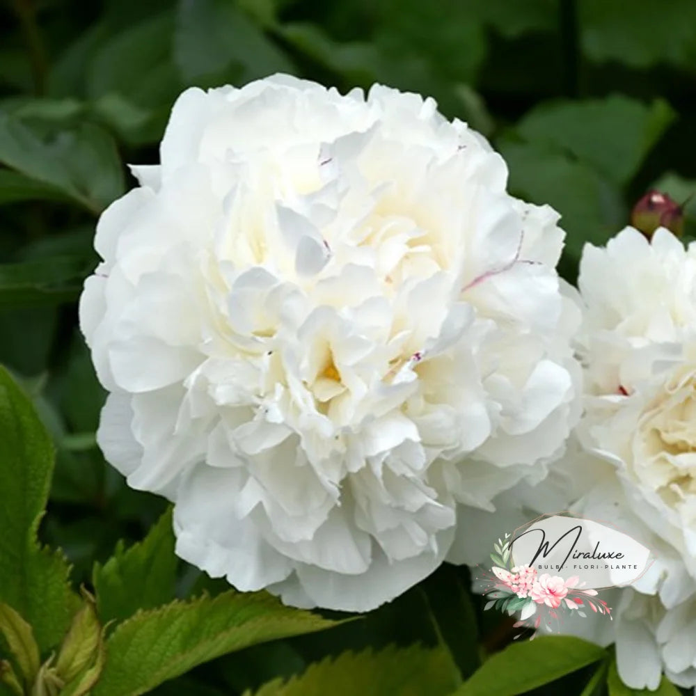 Bujor Duchess De Nemours Bujori