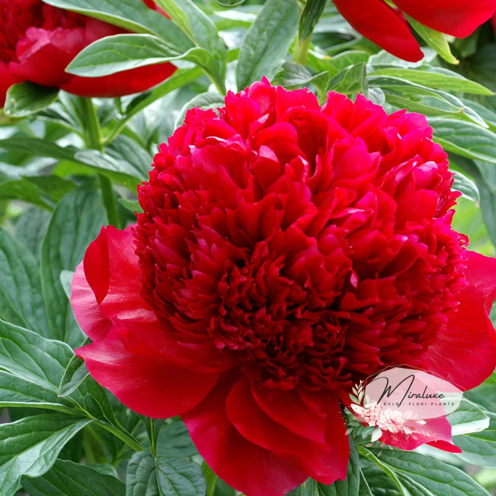 Bujor Red Charm Bujori