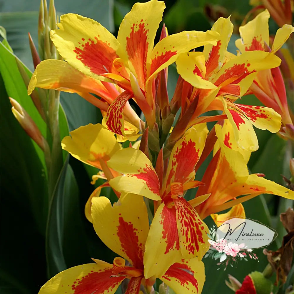 Cana Indica Queen Charlotte