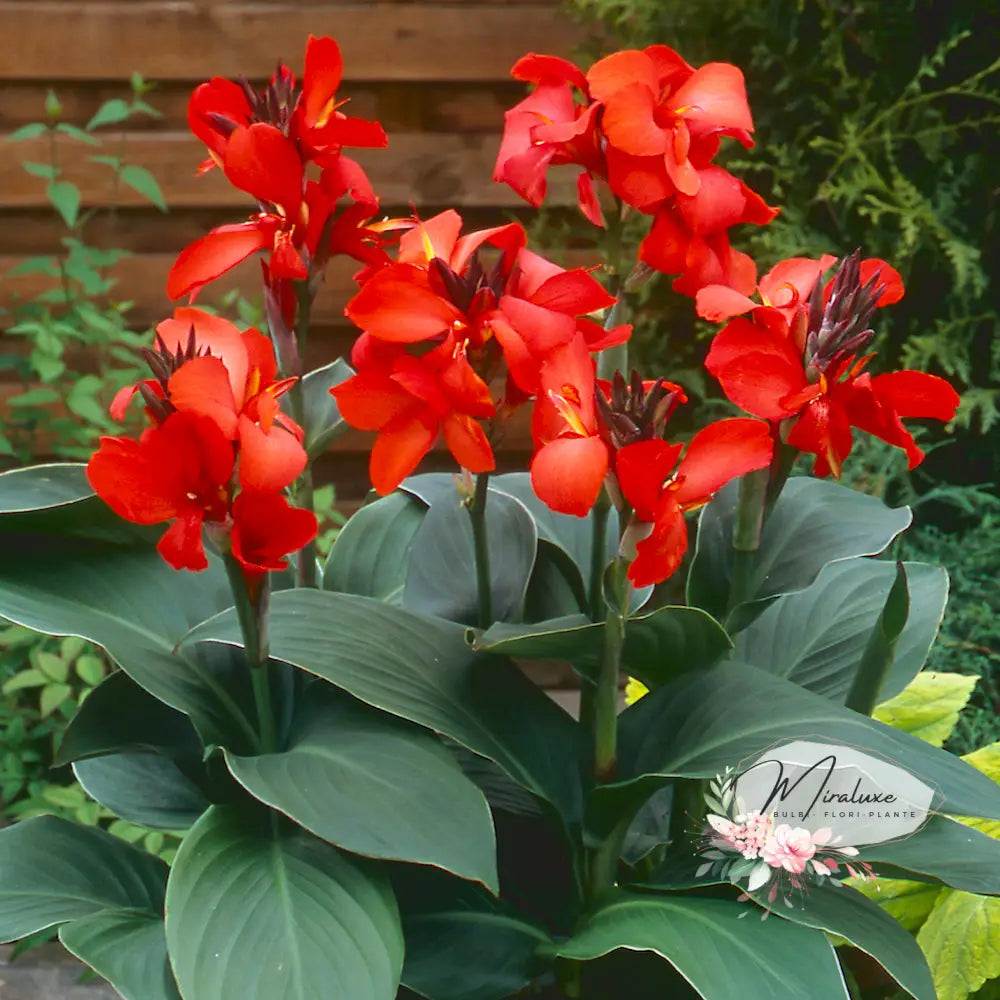 Cana Pitică Futurity Indica