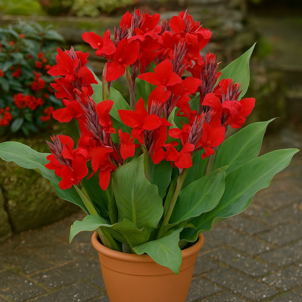 Canna Indica Cherry Red