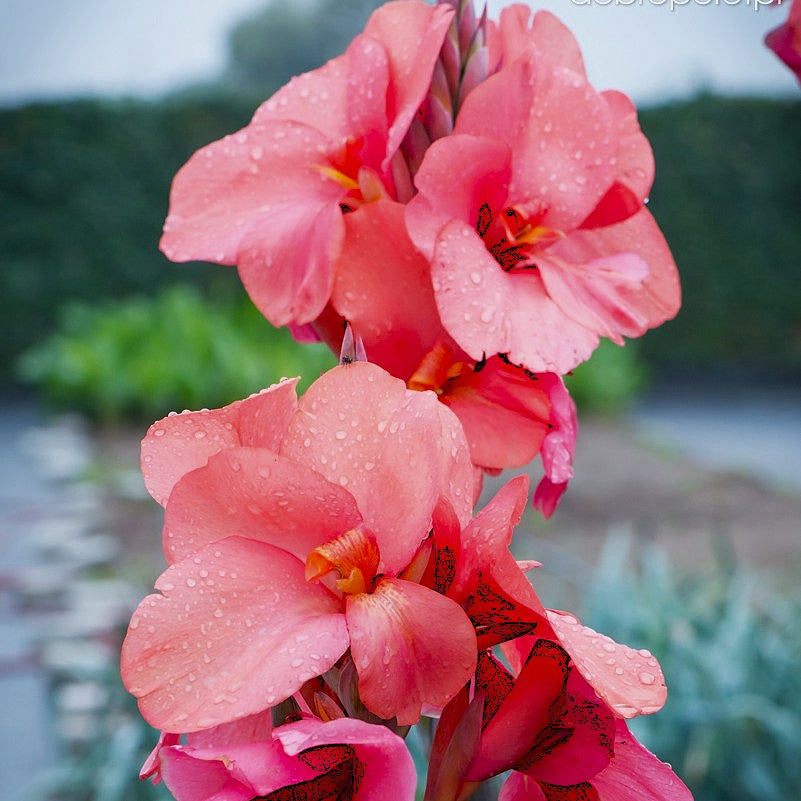 Canna Indica Pink