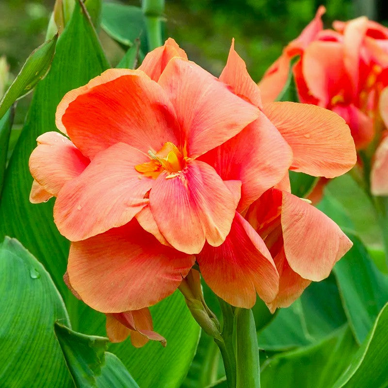 Cana Indica Mrs. Oklahoma