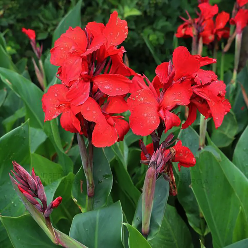 Canna Indica Red