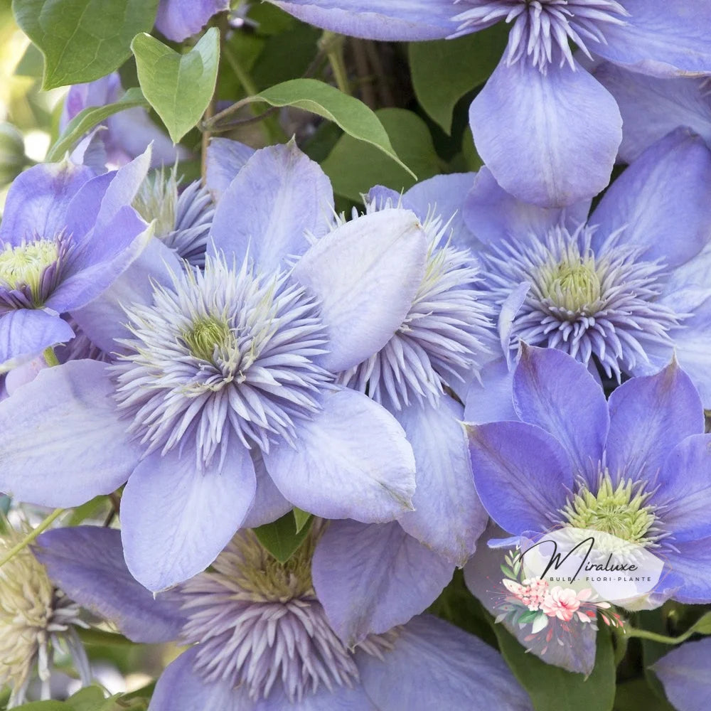 Clematis Lightblue