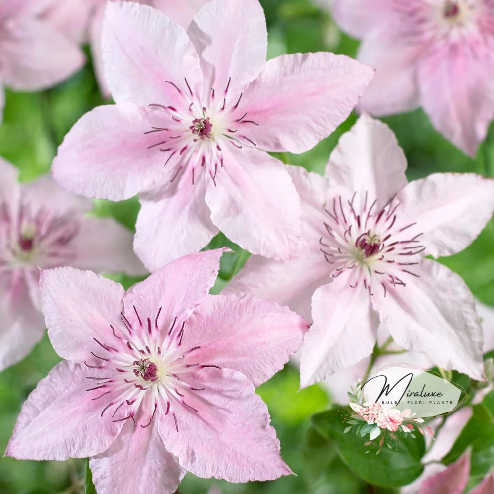 Clematis Pink