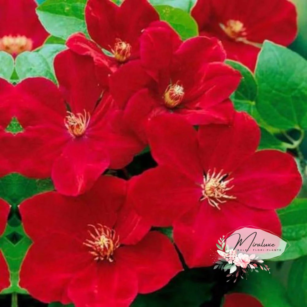 Clematis Red