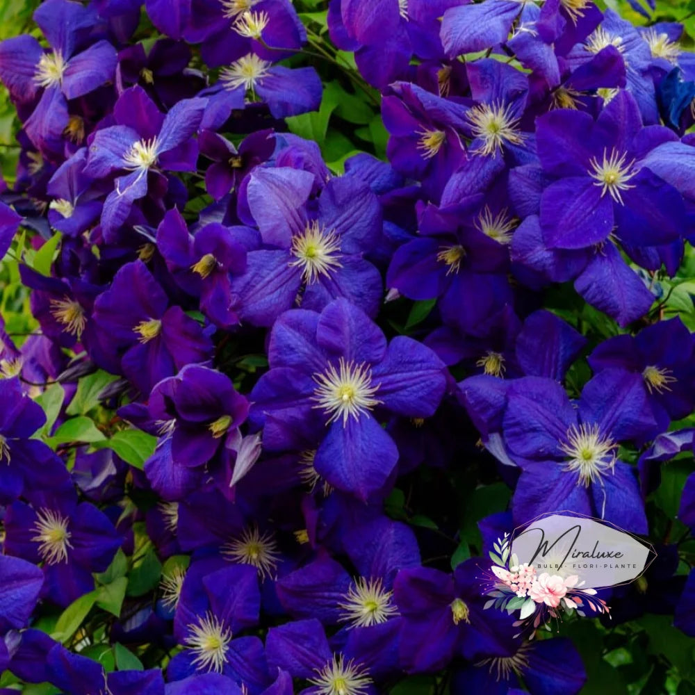 Clematis Violet