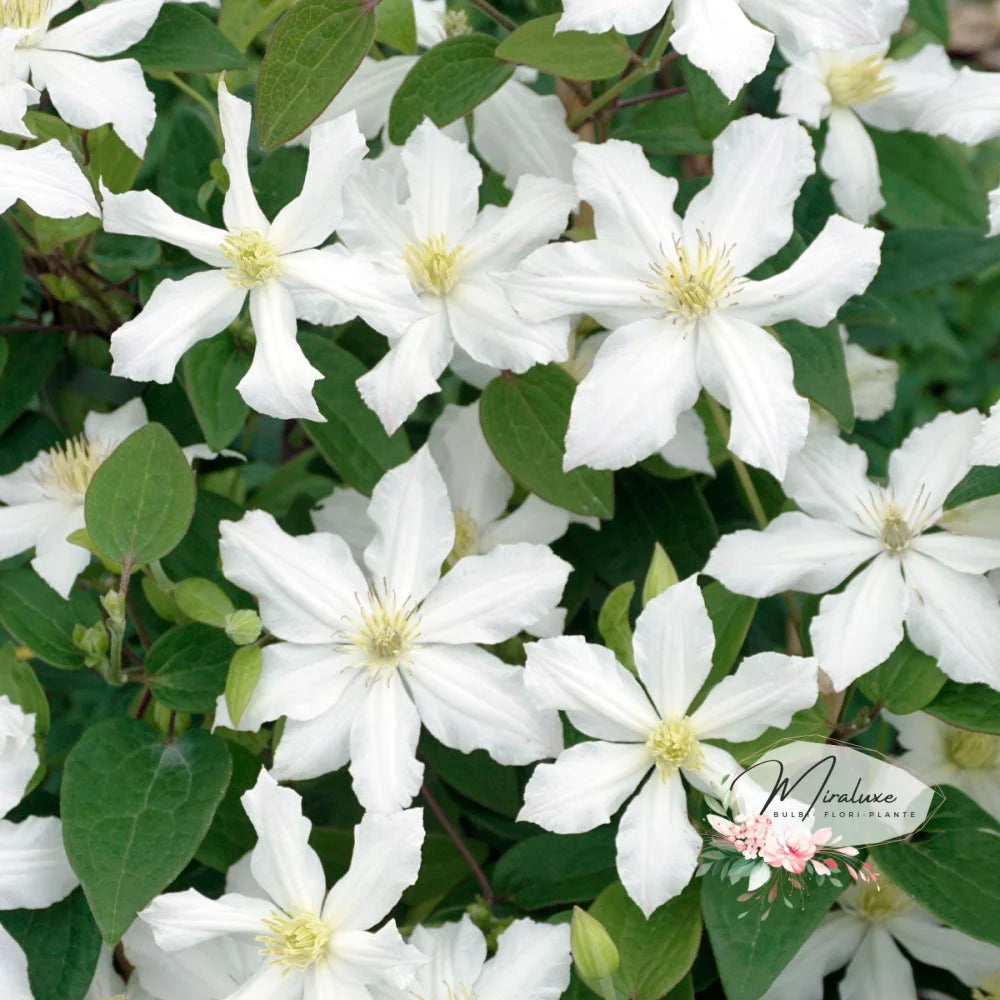 Clematis White