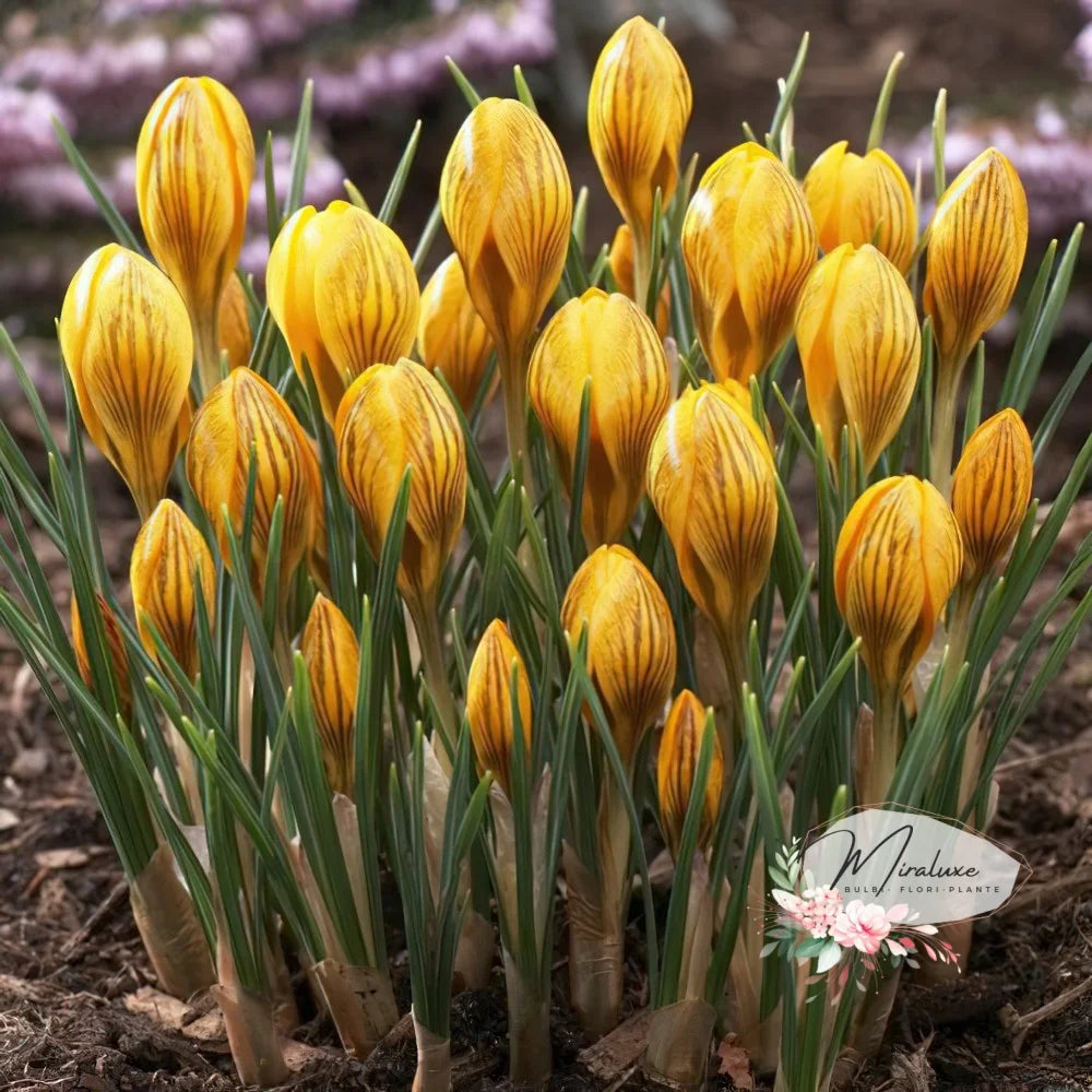 Crocus (Brândușe) Fuscotinctus
