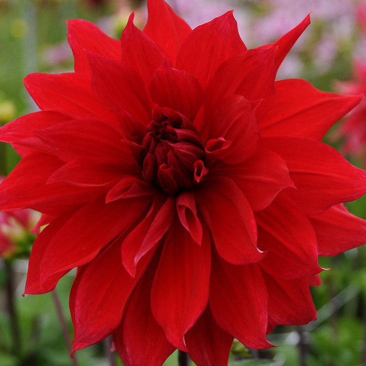 Dalia Babylon Red