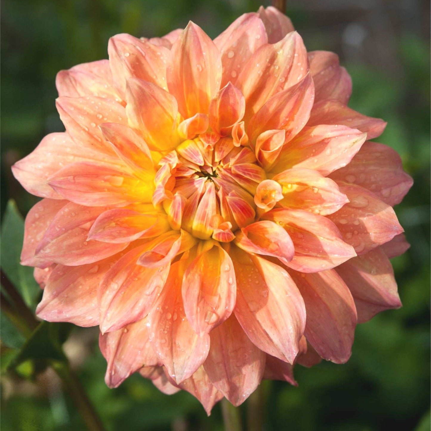 Dalia Hapet P