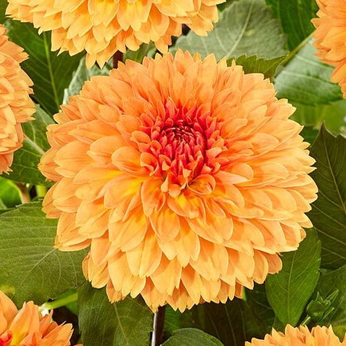 Dalia Orange Impact