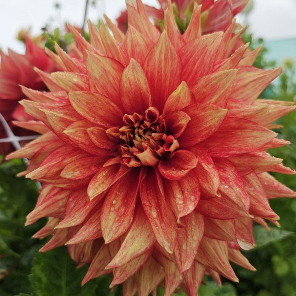 Dalia Dazzling Magic