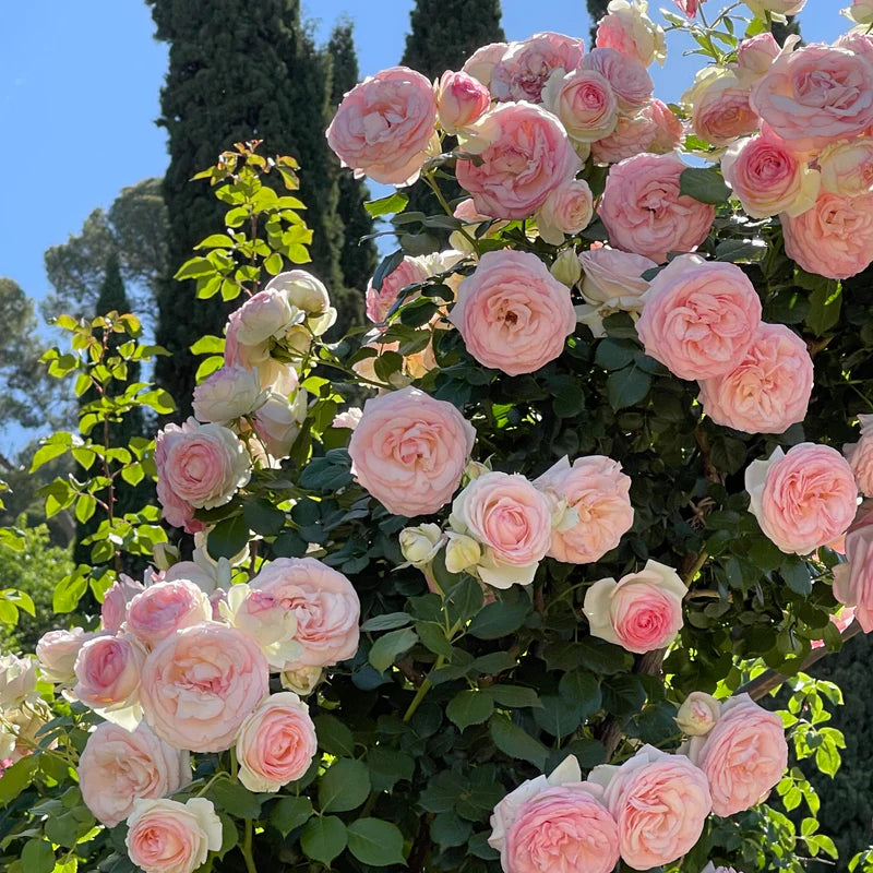 Trandafir Urcător Eden Rose (ghiveci de 2 L)