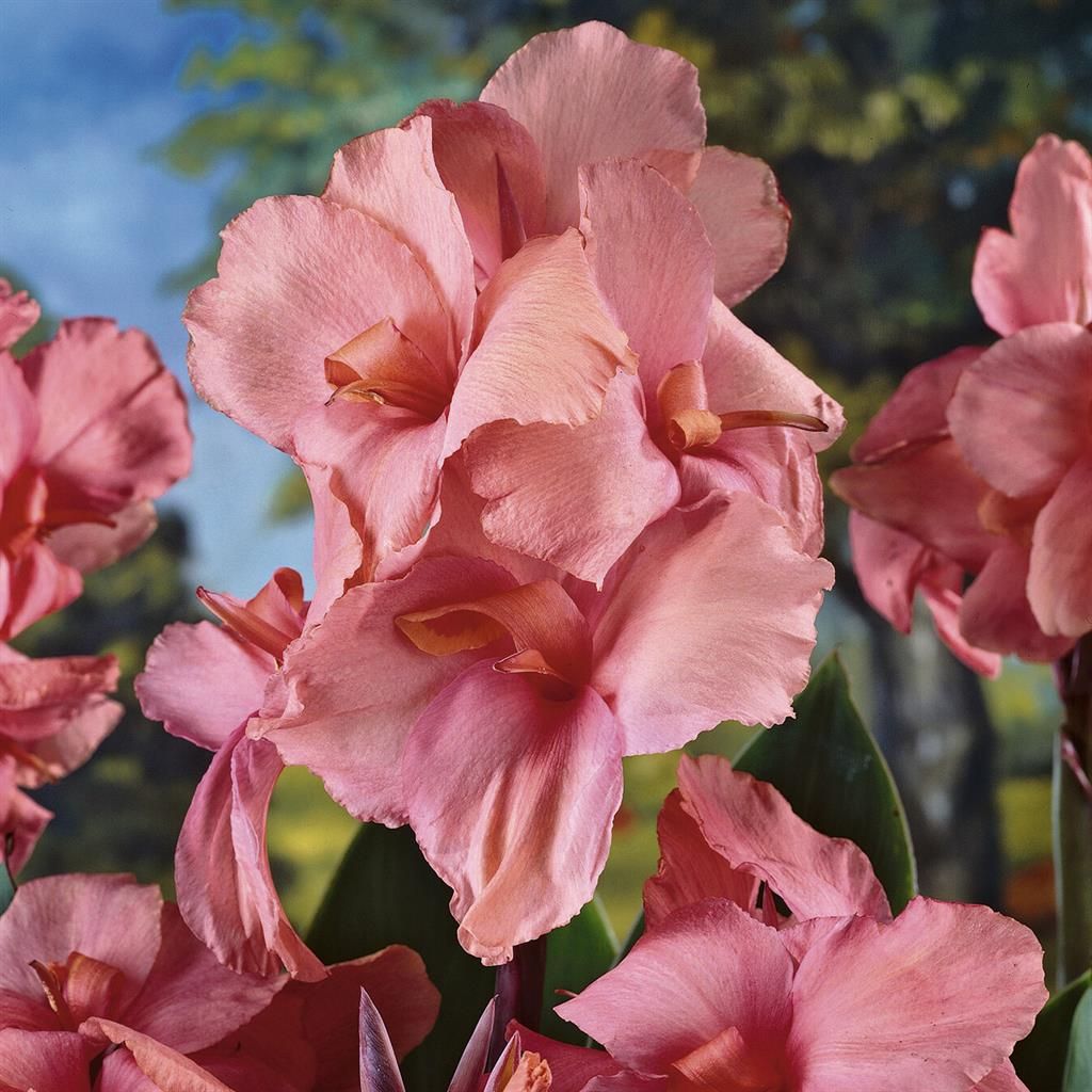 Canna Indica Empire